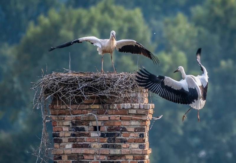 Expert Chimney Animal Removal in Countryside, IL Professional Chimney Animal Removal Services in Countryside, Illinois