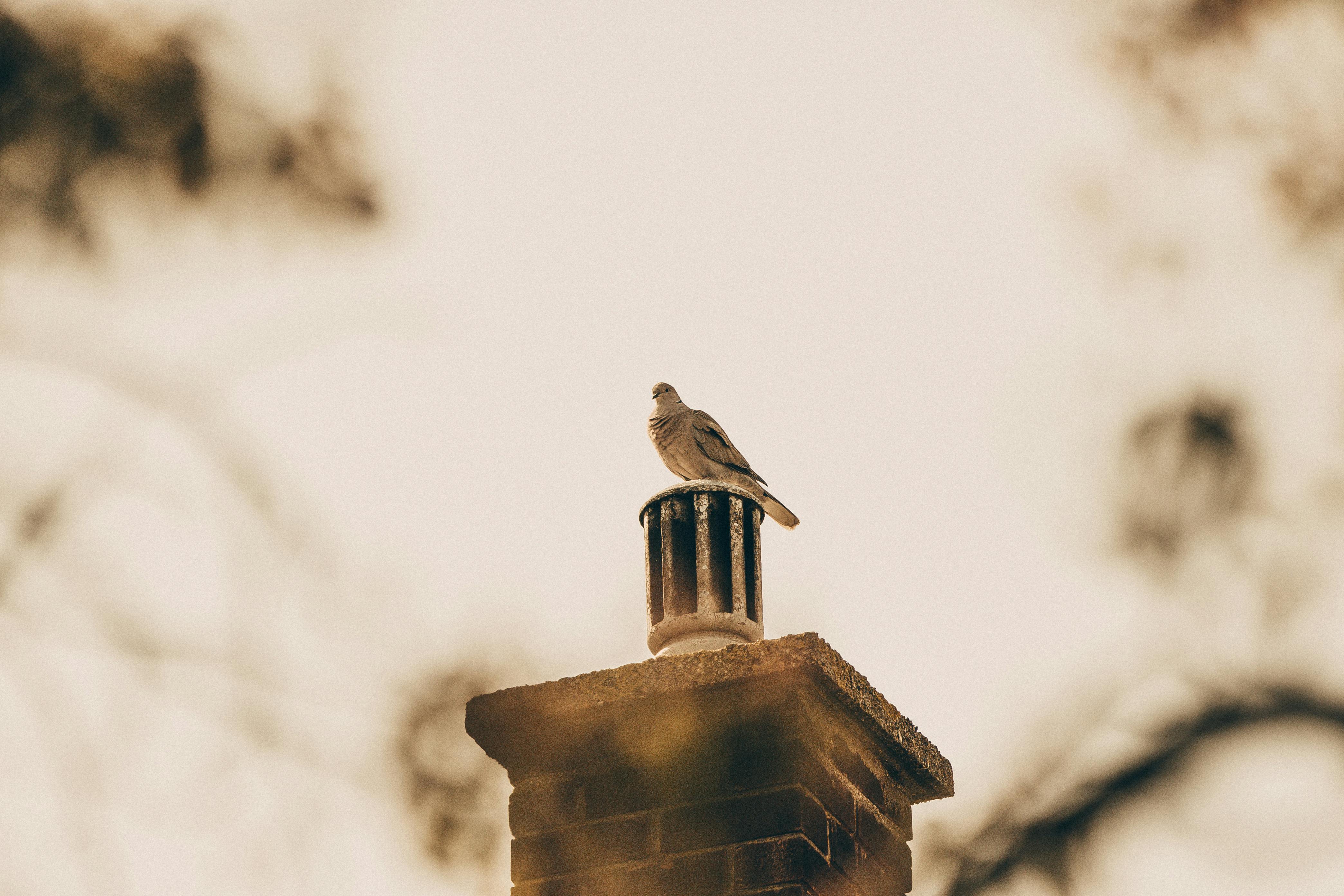 Expert Chimney Cap Installation in Countryside, Illinois